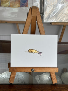 Narwhal
